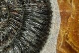 Ammonite (Speetoniceras) Fossil in Decorative Simbircite Display #228076-2